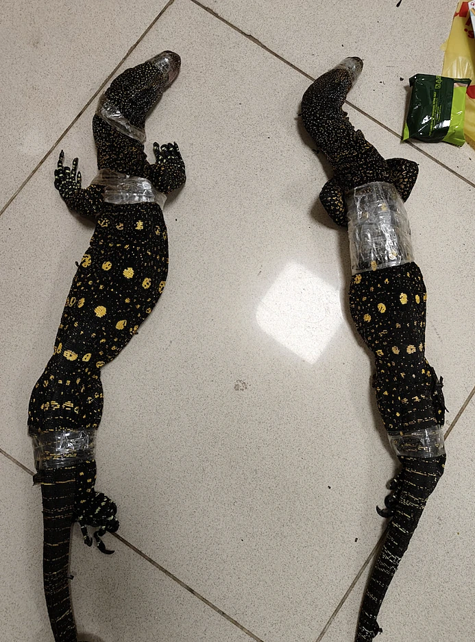 Lizards1