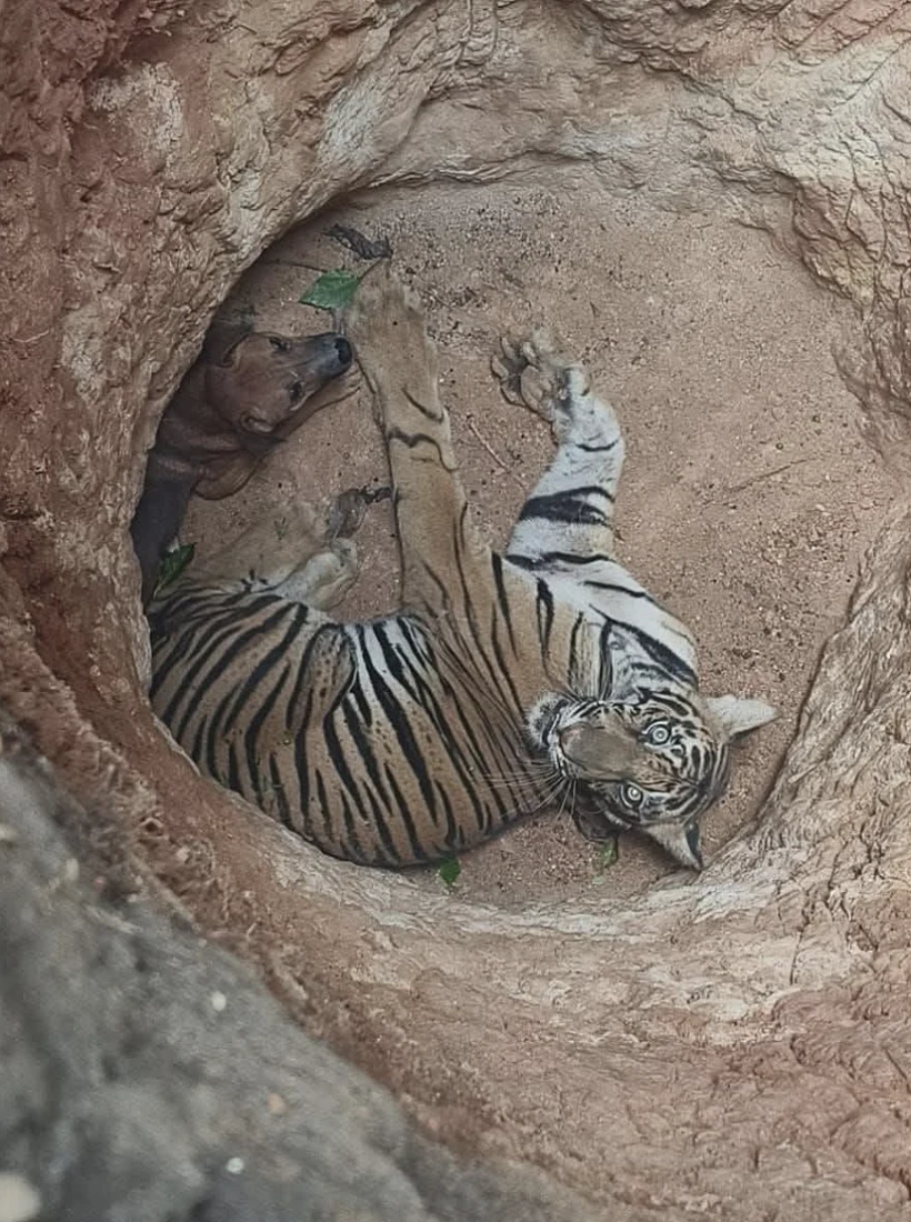 Tiger And Dog