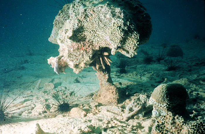 Coral Reef Bioerosion