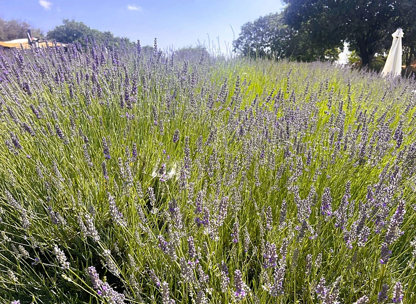 Sadè Aromatics Farm עין זיוון