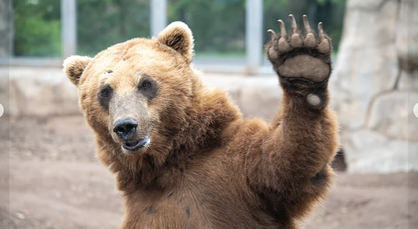 Lake Superior Zoo