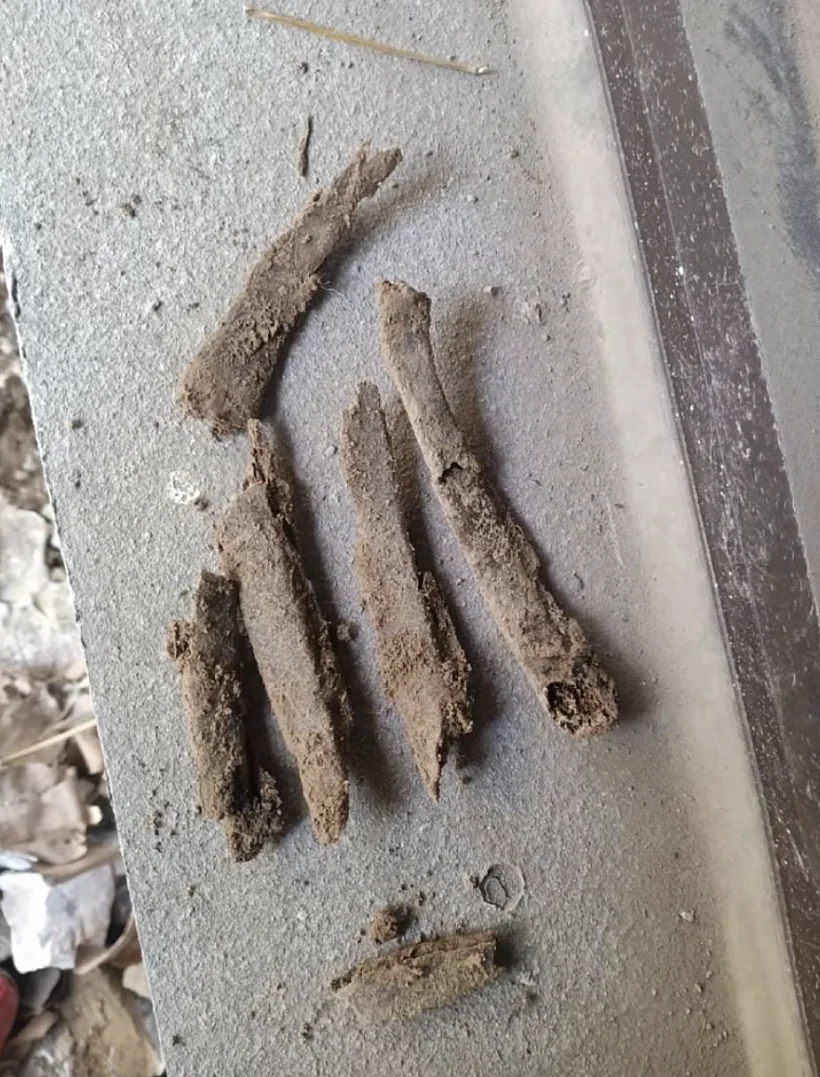 Bones3