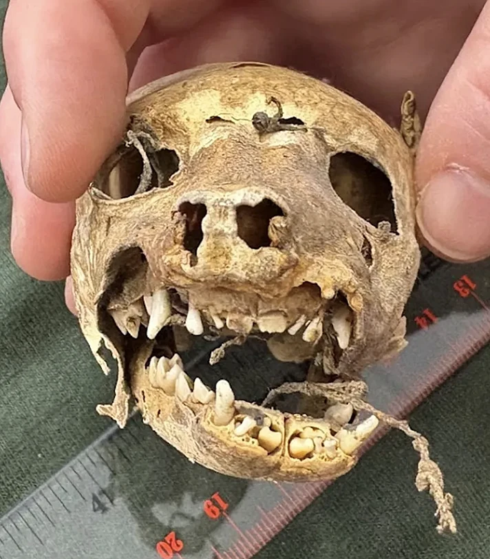MSU Campus Archaeology Program