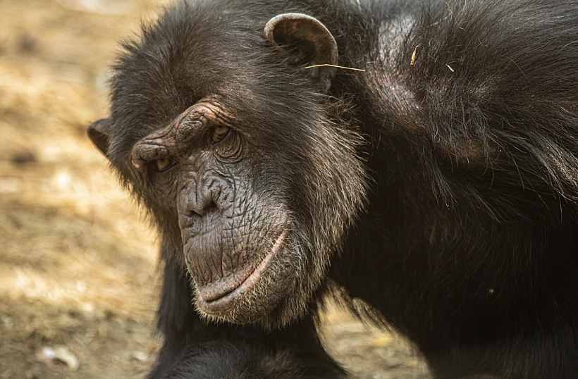 Chimfunshi Wildlife Orphanage