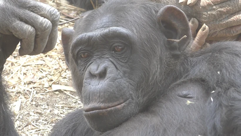 Chimfunshi Wildlife Orphanage