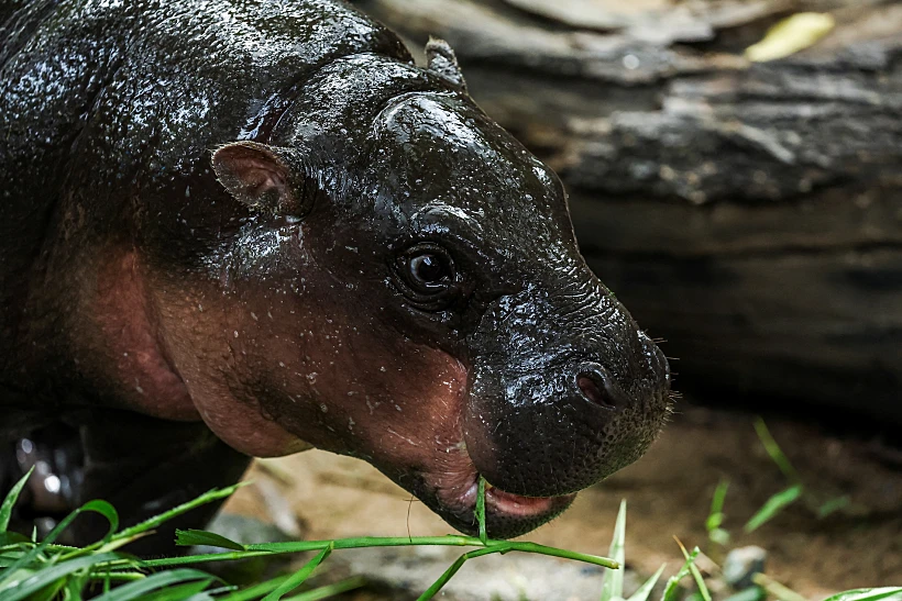 "moo Deng", A Female Pygmy Hippo Celebrates Her First Birthday In Chonburi Province
