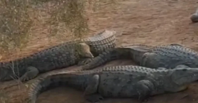 תנינים בפצאל