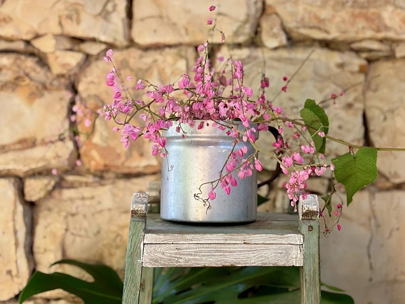 קומקום - בחמדתיה אילניה