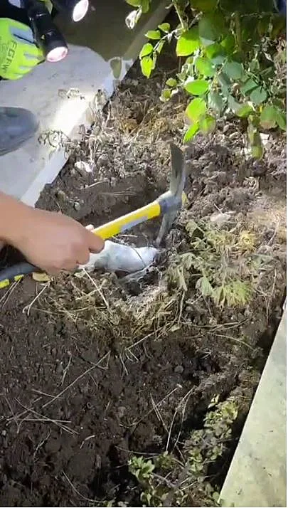 אמל"ח שהוסלק בקבר בבית עלמין בזרזיר
