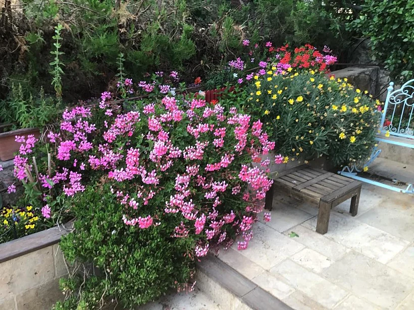 פרחים במתחם הסוויטות מילס נווה אטיב