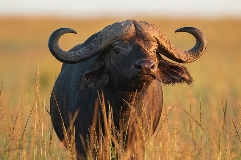 Cape,buffalo,at,the,african,savannah,with,golden,light