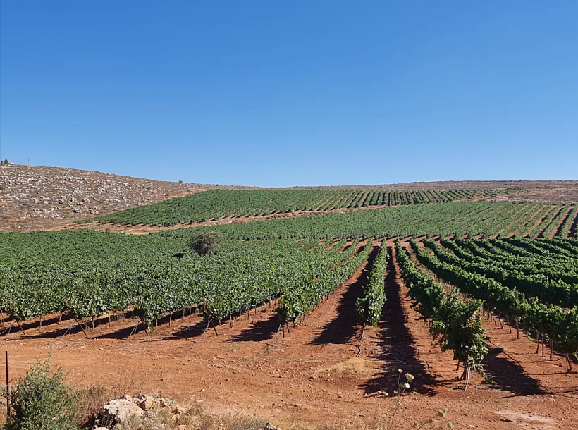 הכרם של יקב ירושלים
