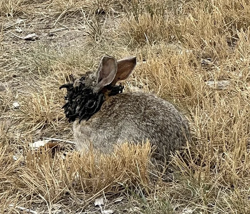 ארנבון הנגוע בנגיף