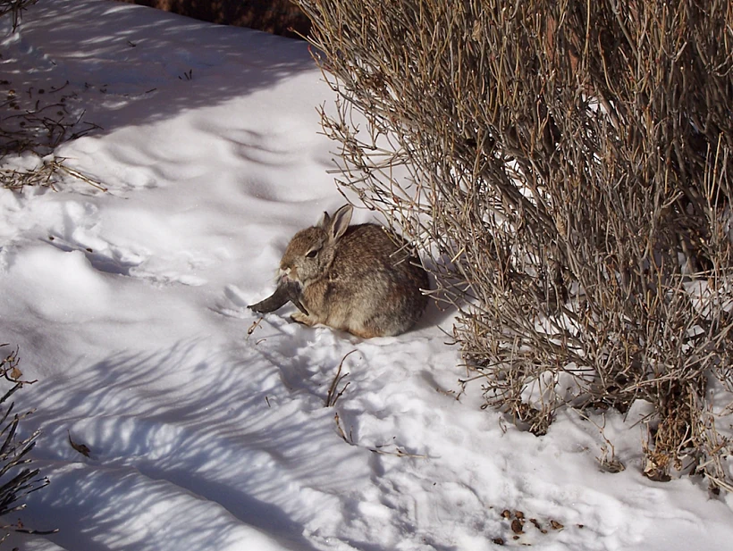 ארנבון הנגוע בנגיף