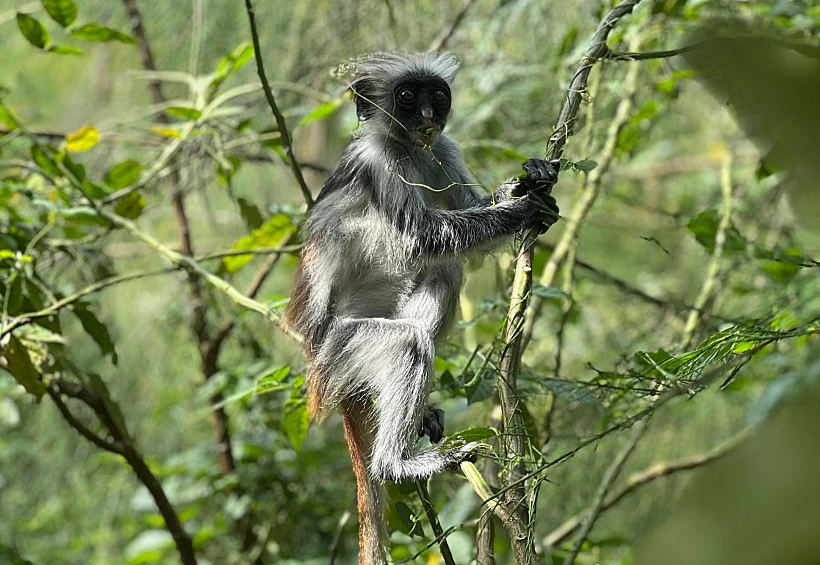קוף חמוד ביער ג'וזאני
