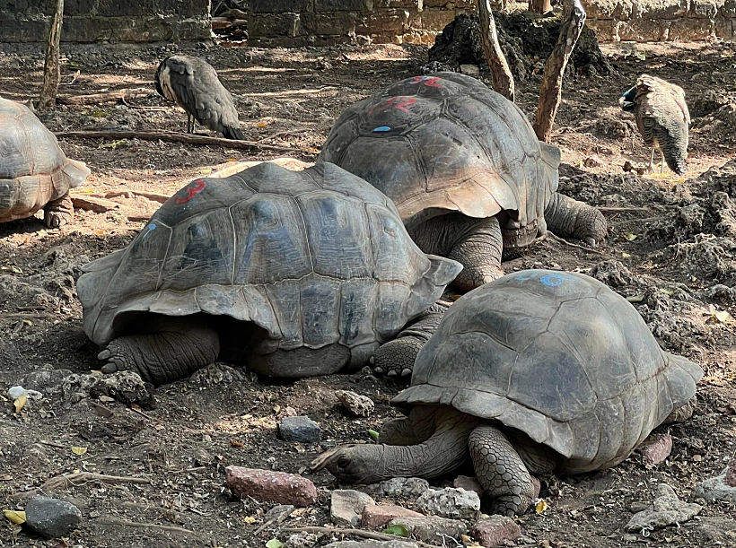 צבים באי האסירים  זנזיבר