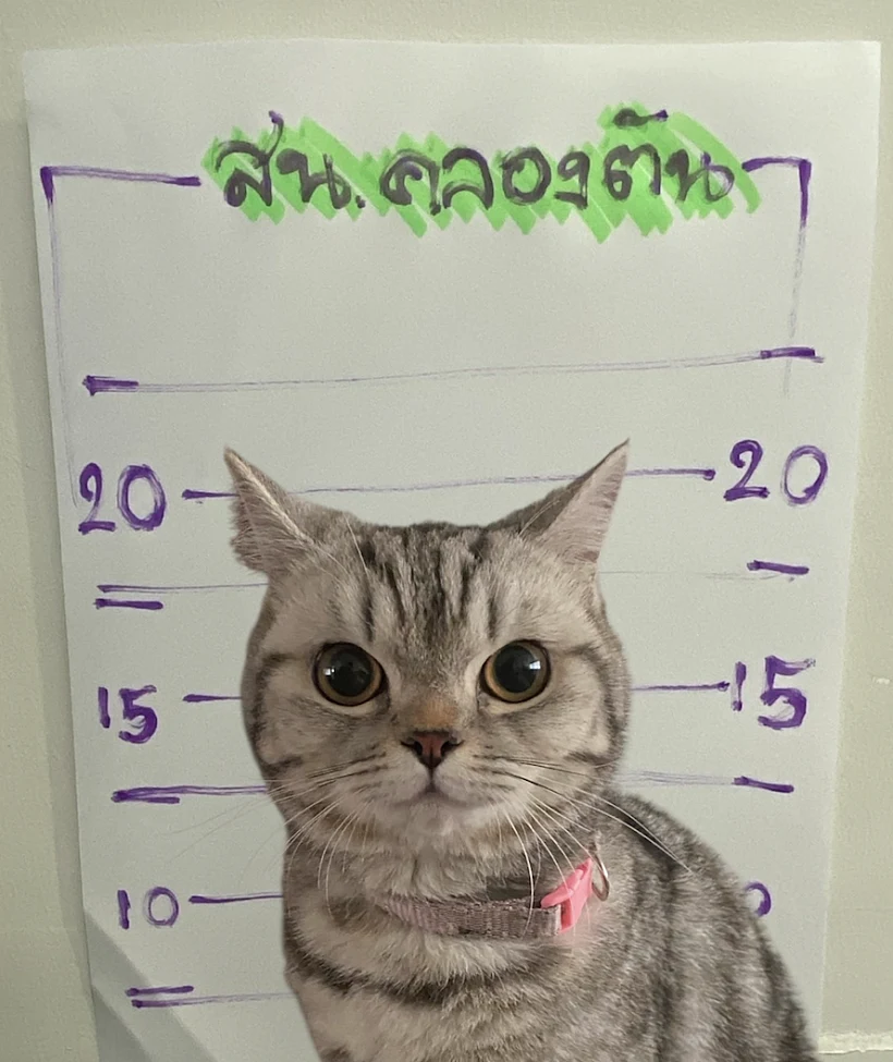 מעצרה של החתולה