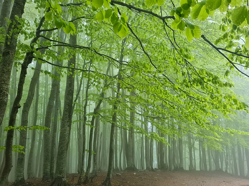 יער מכושף באלפים האלבניים