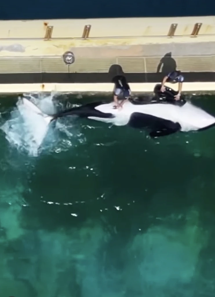 המטפלים מגרים מינית את קייג'ו הלוויתן