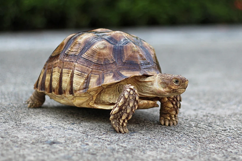 African,sulcata,tortoise,natural,habitat,close,up,african,spurred,tortoise,resting