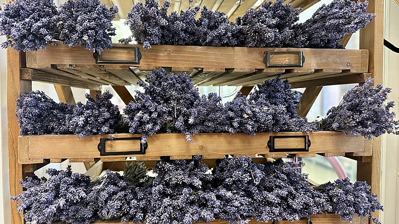 לוונדר בעיירה Tihany אגם בלטון הונגריה