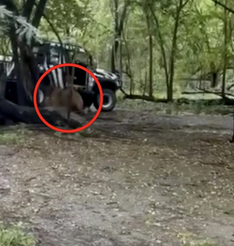 המדריך נטרף על ידי אריות לעיני המבקרים