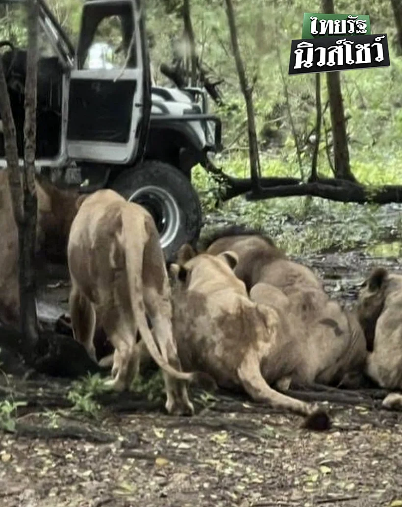 המדריך נטרף על ידי אריות לעיני המבקרים