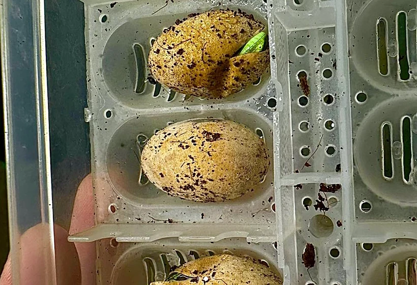 הביצים של קרול