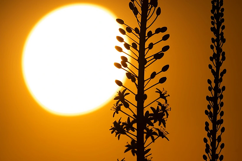 פריחת החצבים ברמת הגולן