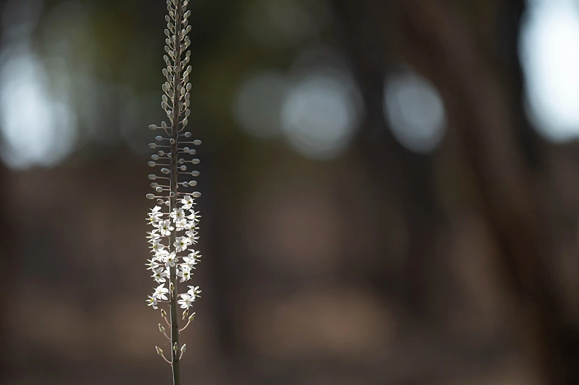פריחת החצבים ברמת הגולן