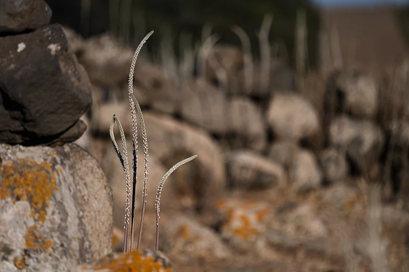 פריחת החצבים ברמת הגולן