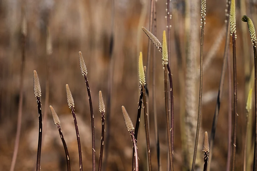 פריחת החצבים ברמת הגולן