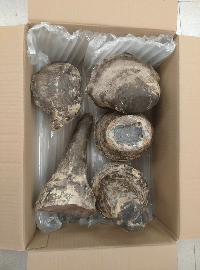 קרני הקרנף שנתפסו