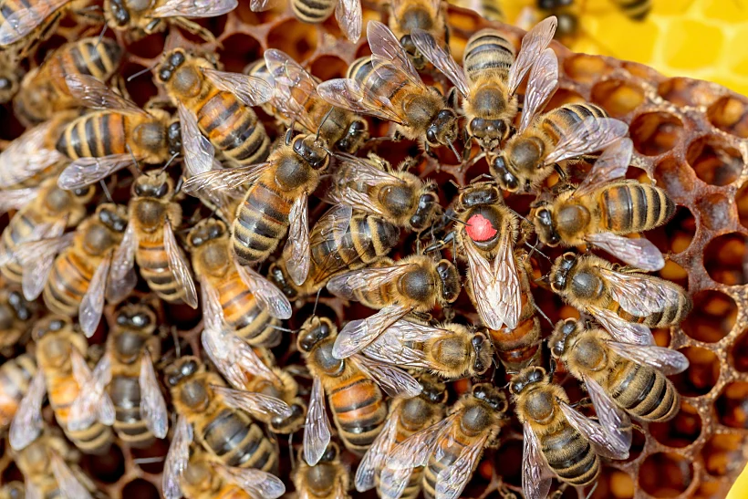 Queen,bee,on,honeycomb,queen,bee,with,red,dot,on,back.