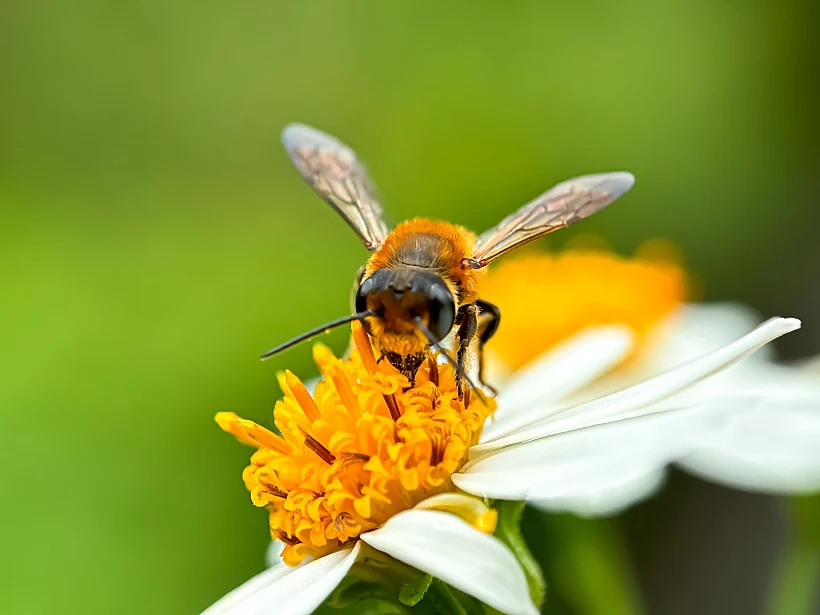 Close Up,of,bees,sucking,flower,nectar,,western,honey,bees,(apis