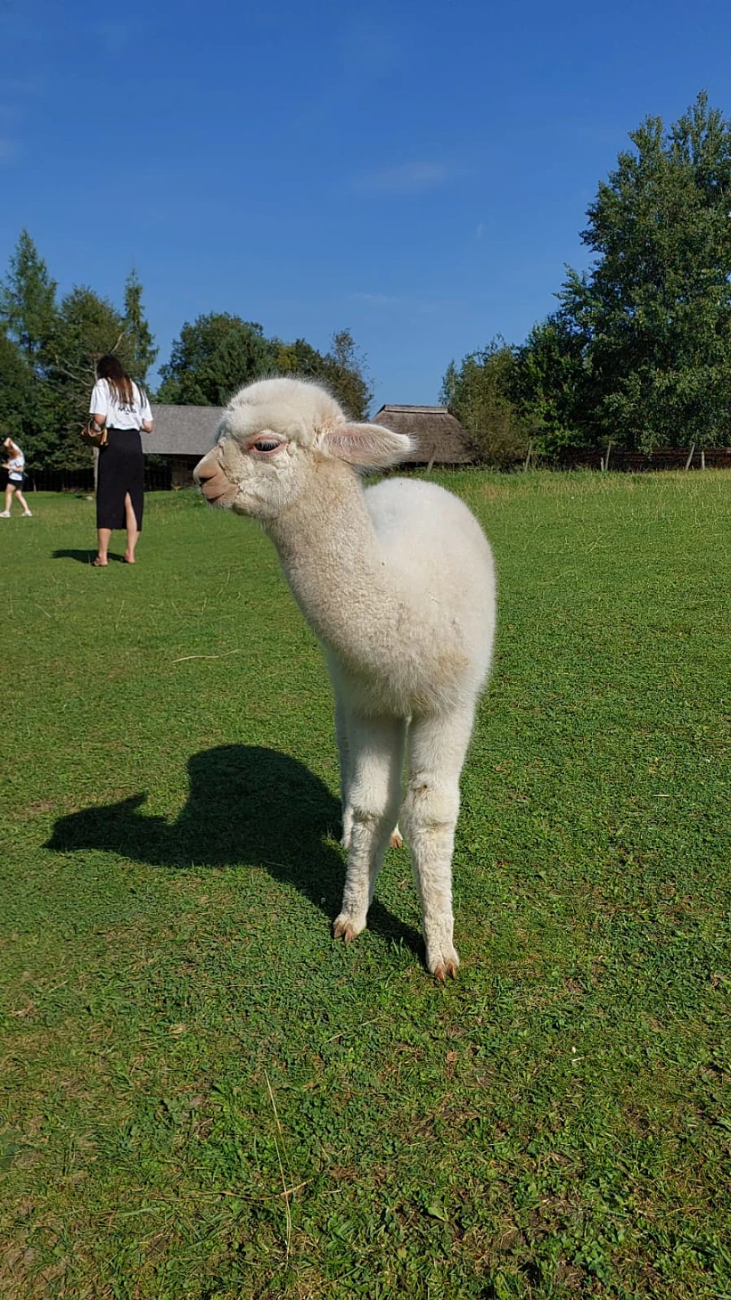 אלפקה צעירה בחוות האלפקות הליטאית Alpakos Trakai
