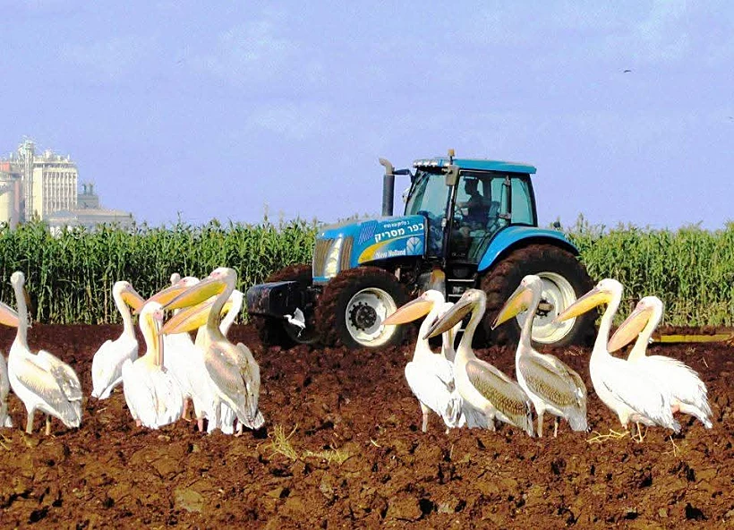 ציפורים נודדות (שקנאים) בכפר מסריק