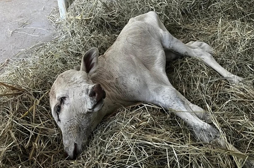 עגלה נולדה עם שני ראשים