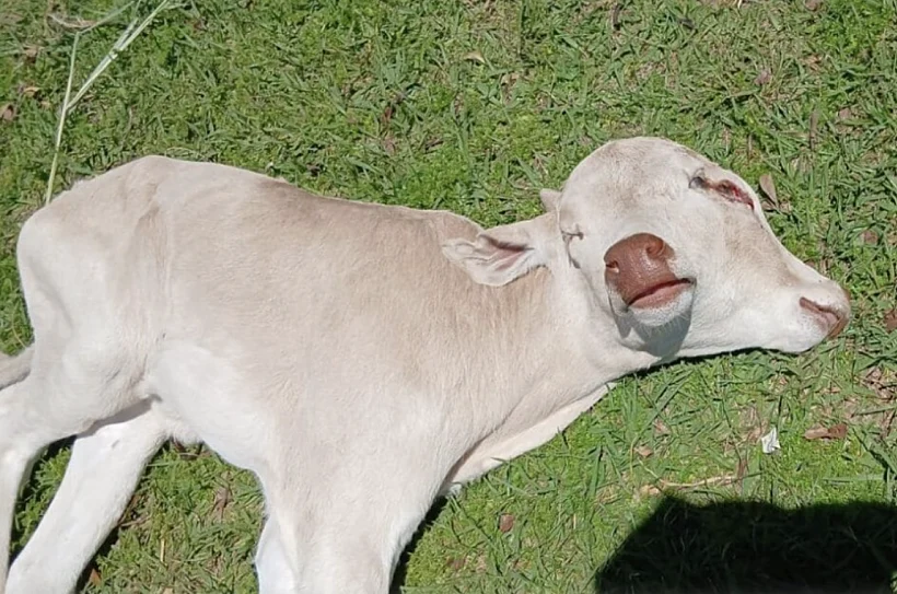 עגלה נולדה עם שני ראשים