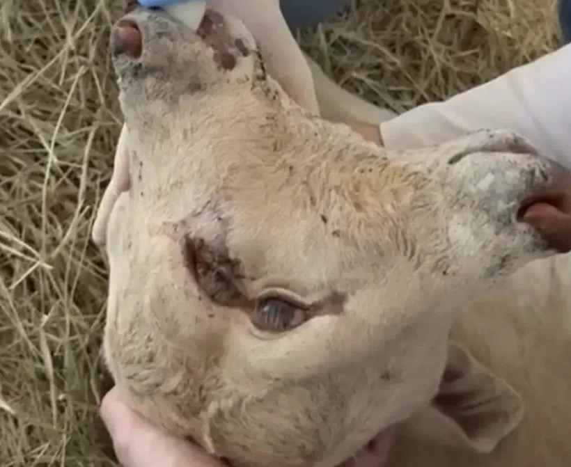 עגלה נולדה עם שני ראשים