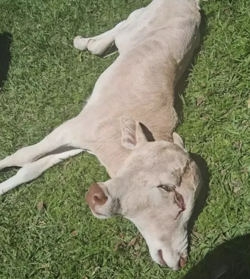 עגלה נולדה עם שני ראשים