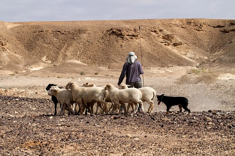 "רועה ליום אחד