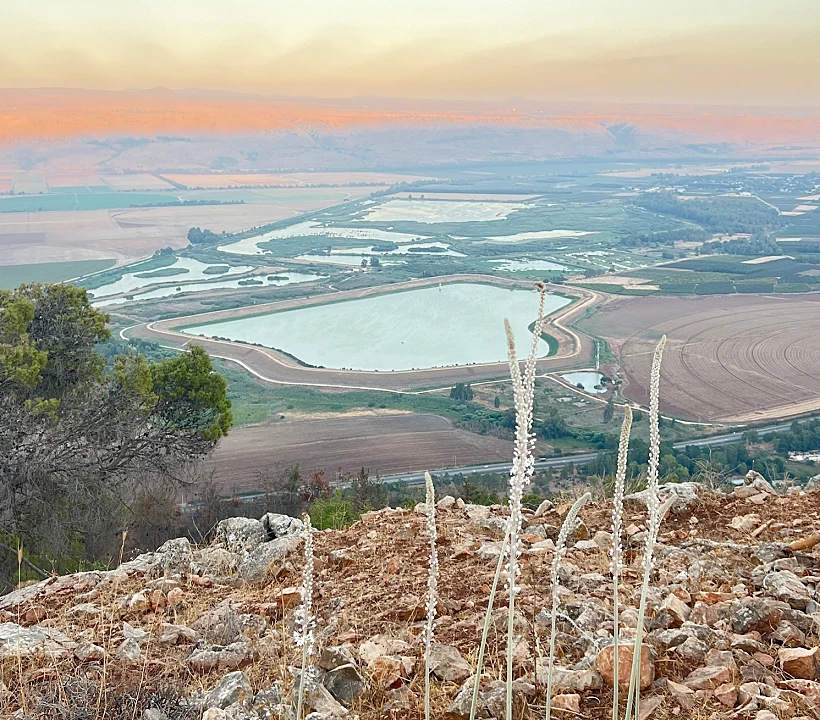 קרן נפתלי ופריחת החצב בשקיעה