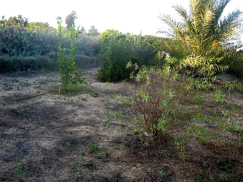 פינת 4 המינים במבוך מרים