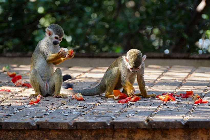 מקלט הקופים הישראלי