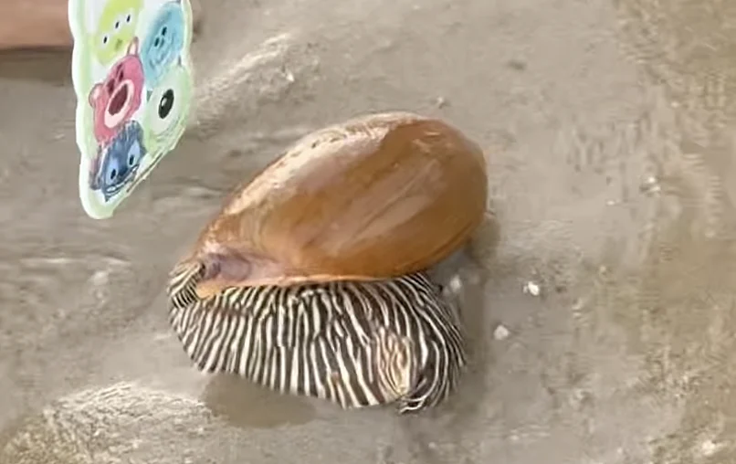 חילזון מלו מלו