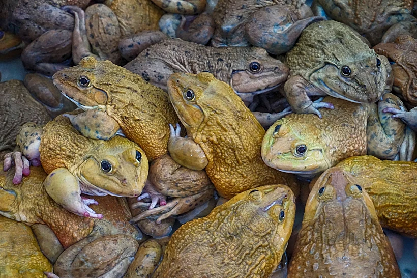 Many,big,frog,with,color,yellow,and,brown