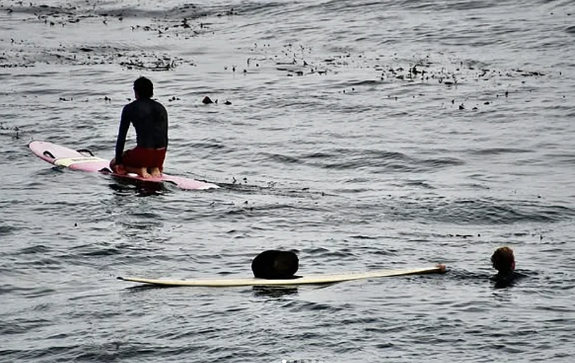 לוטרה תקפה גולשת