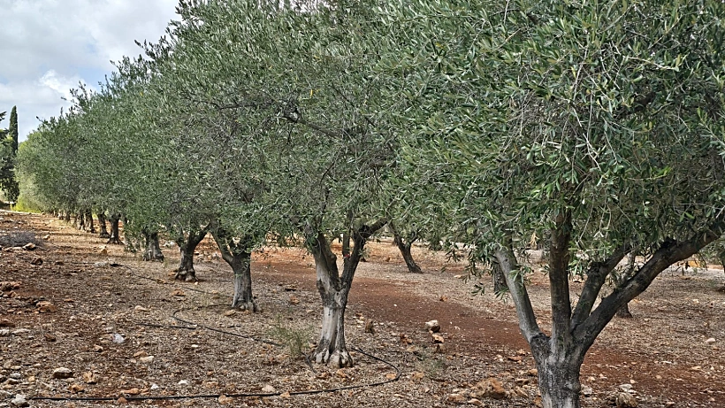 פסטיבל "ימי ענף הזית - מטע עצי זית מסיק