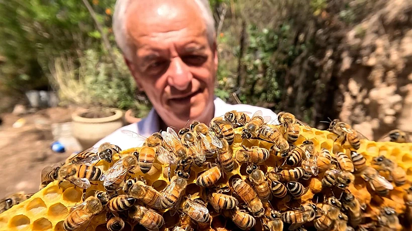 "דבורים למען השלום – נשות הדבש"